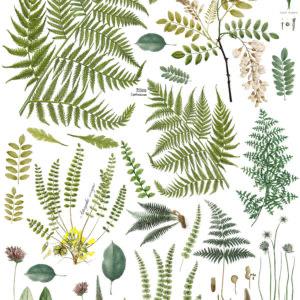 Fronds Botanical 24x33 Decor Transfer | IOD